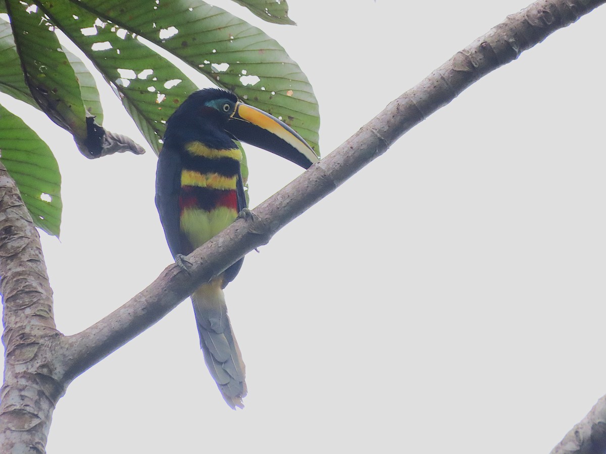 Many-banded Aracari - ML645889350