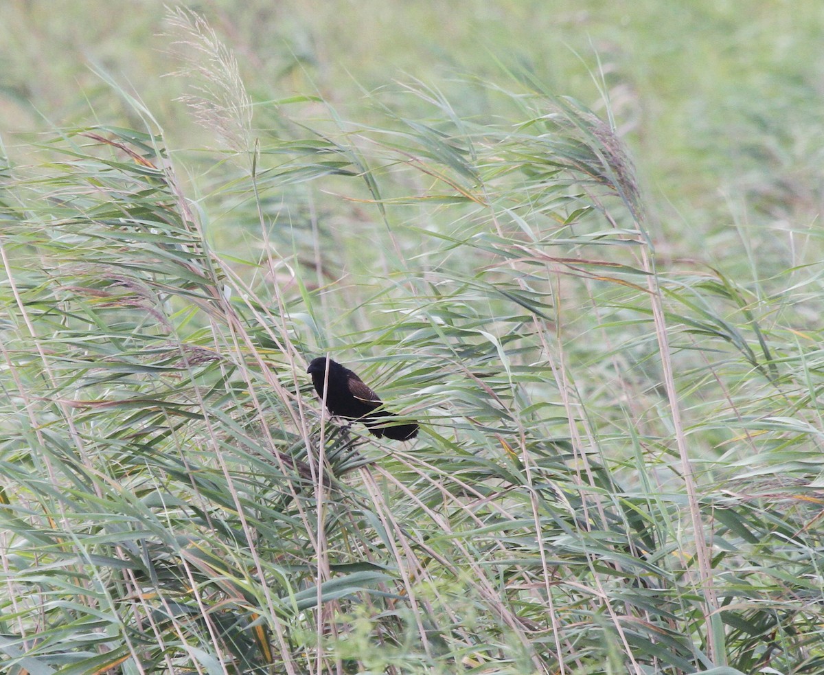 Grillkuckuck - ML645889355