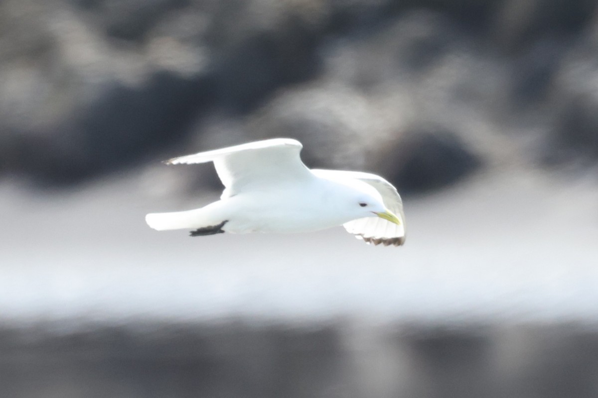 Kara Ayaklı Martı - ML645889357