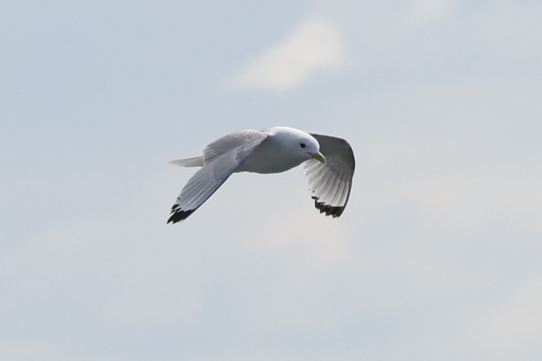 Kara Ayaklı Martı - ML645889358