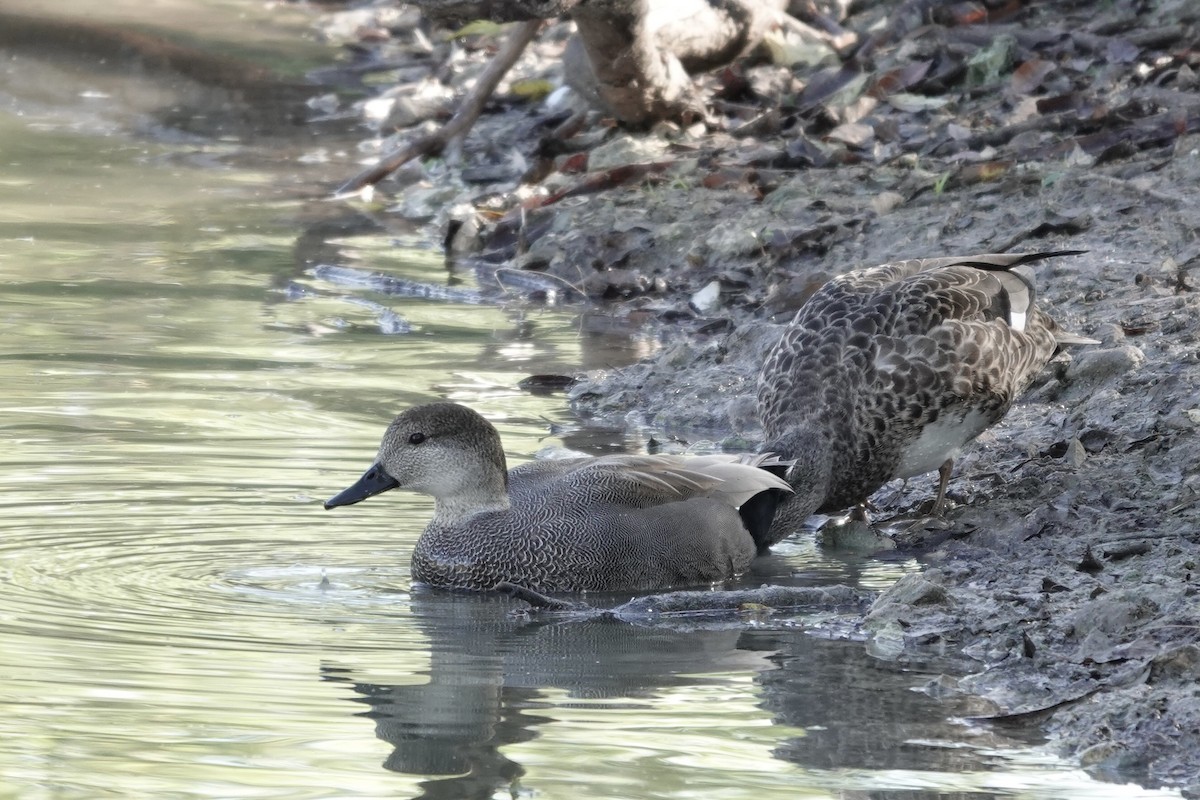 オカヨシガモ - ML645889376