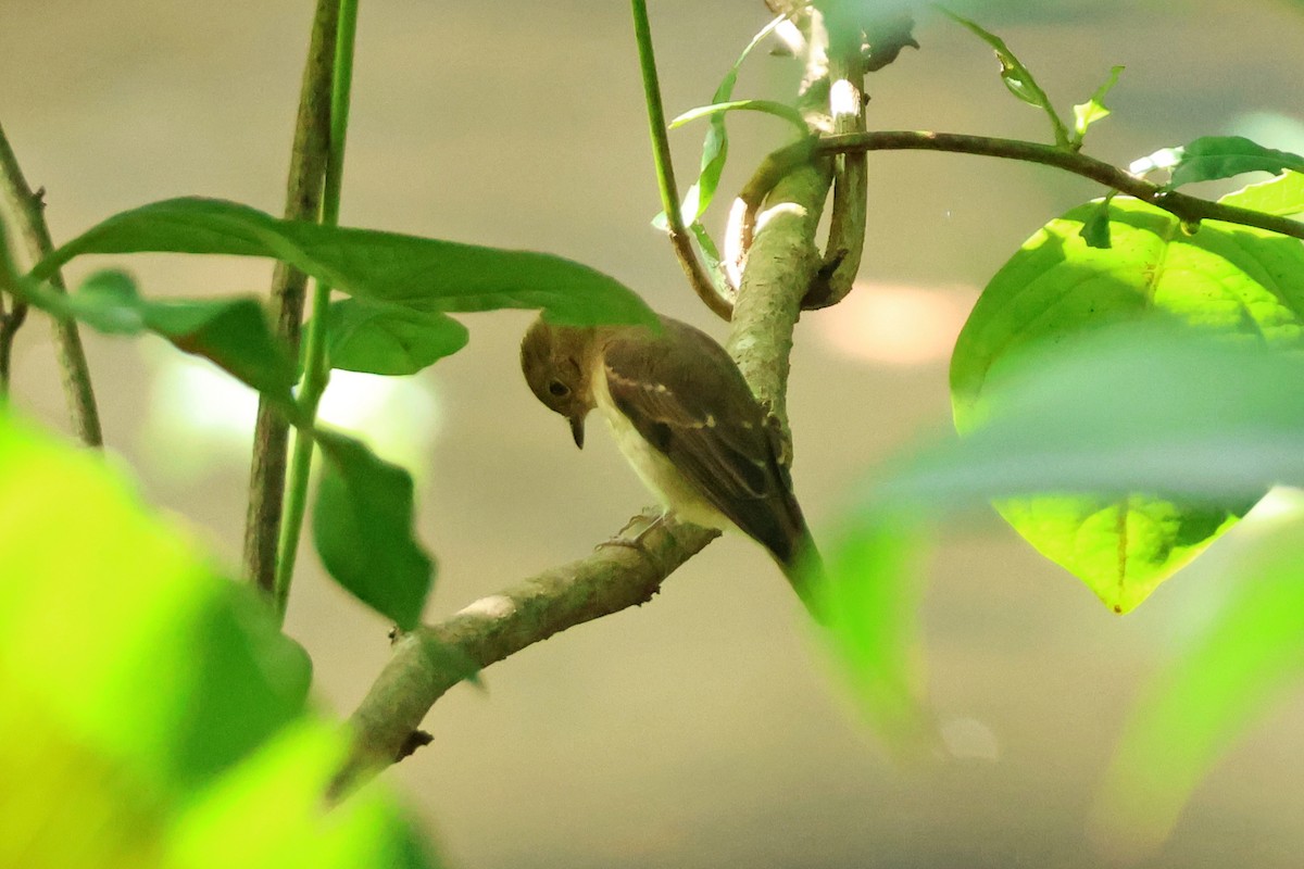 黃眉黃鶲 - ML645889383