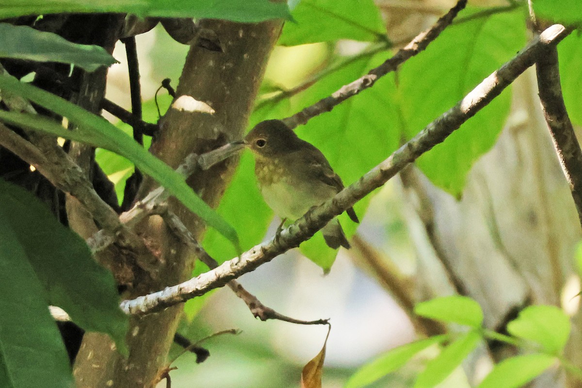 黃眉黃鶲 - ML645889384