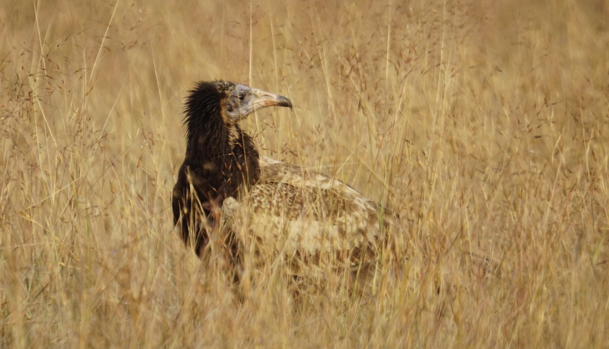 Egyptian Vulture - ML645889391
