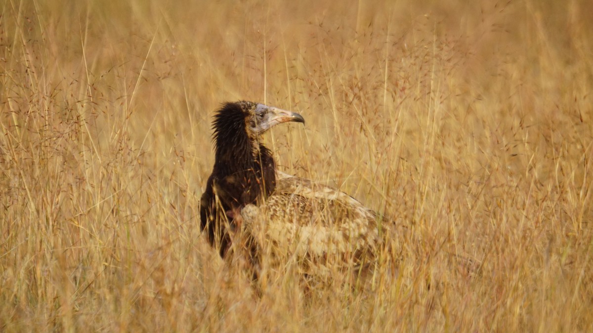 Egyptian Vulture - ML645889392