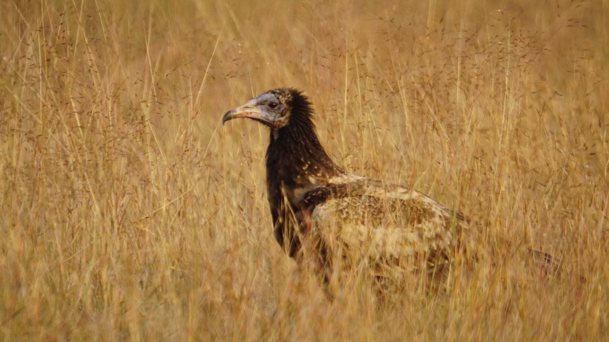 Egyptian Vulture - ML645889393