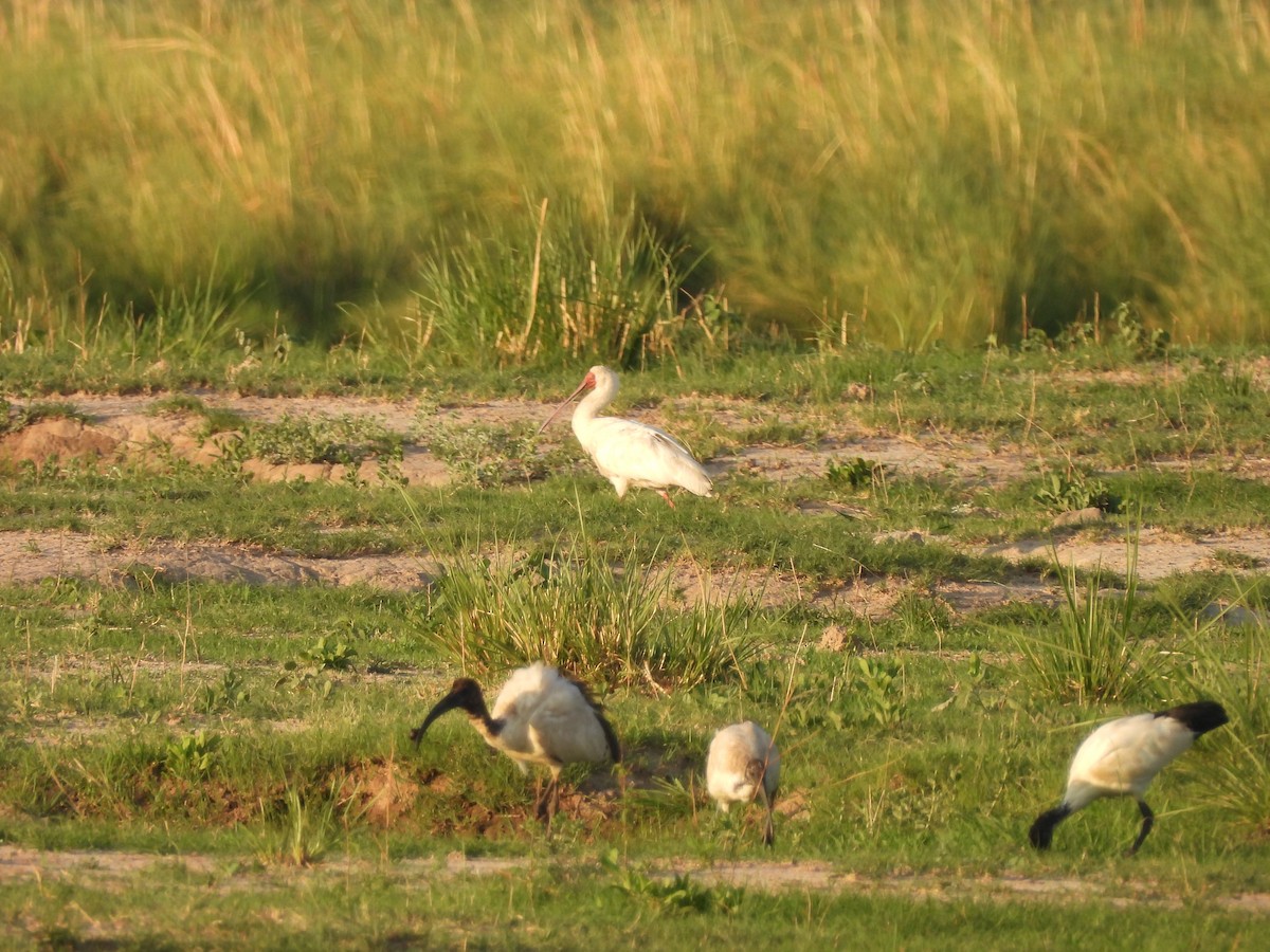 African Spoonbill - ML645889395