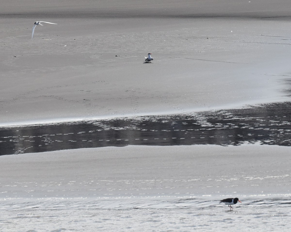 蠣鴴 - ML645889401