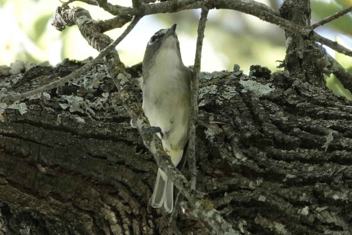 Blue-headed Vireo - ML645889402