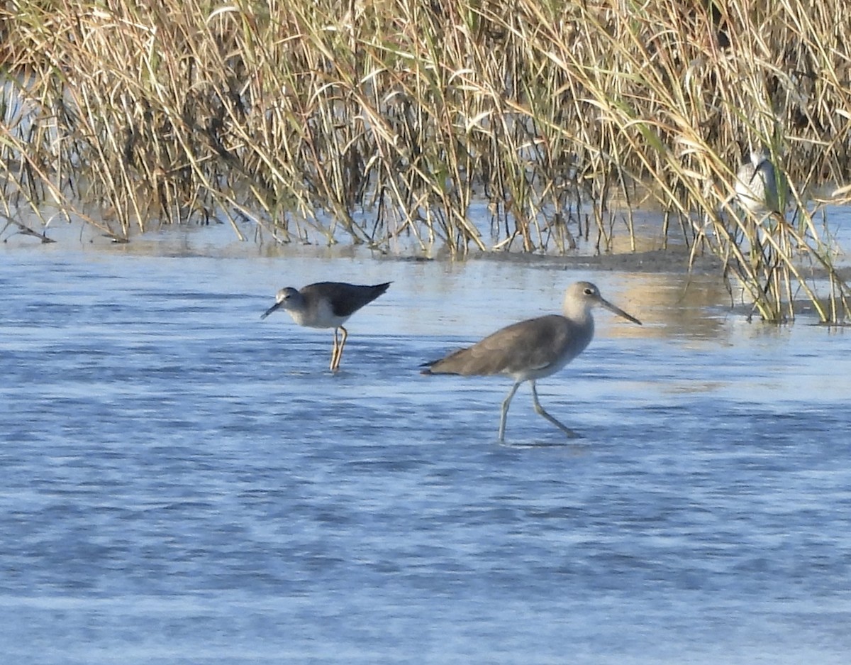 Willet - ML645889403