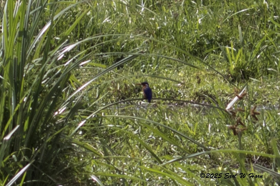 Malachite Kingfisher - ML645889404