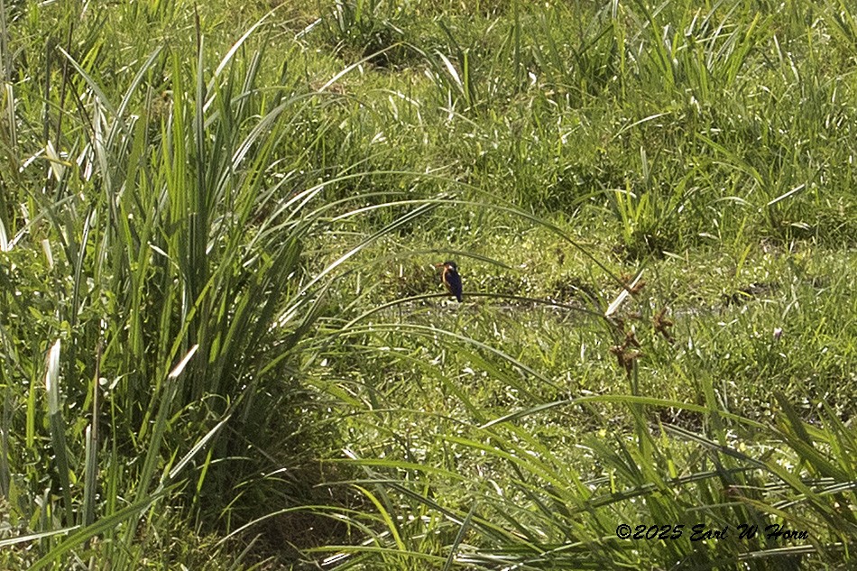 Malachite Kingfisher - ML645889405