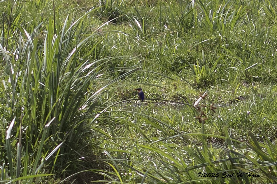 Malachite Kingfisher - ML645889406