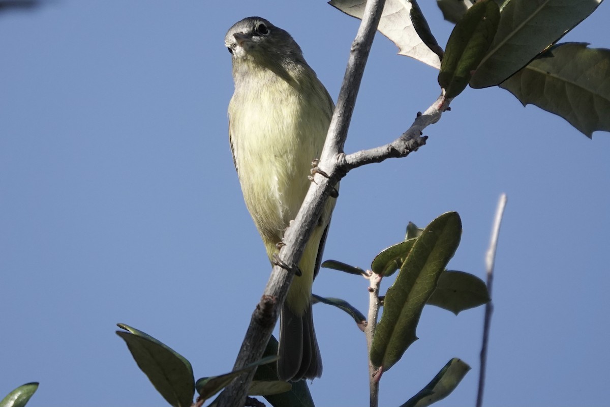 Orange-crowned Warbler - ML645889407