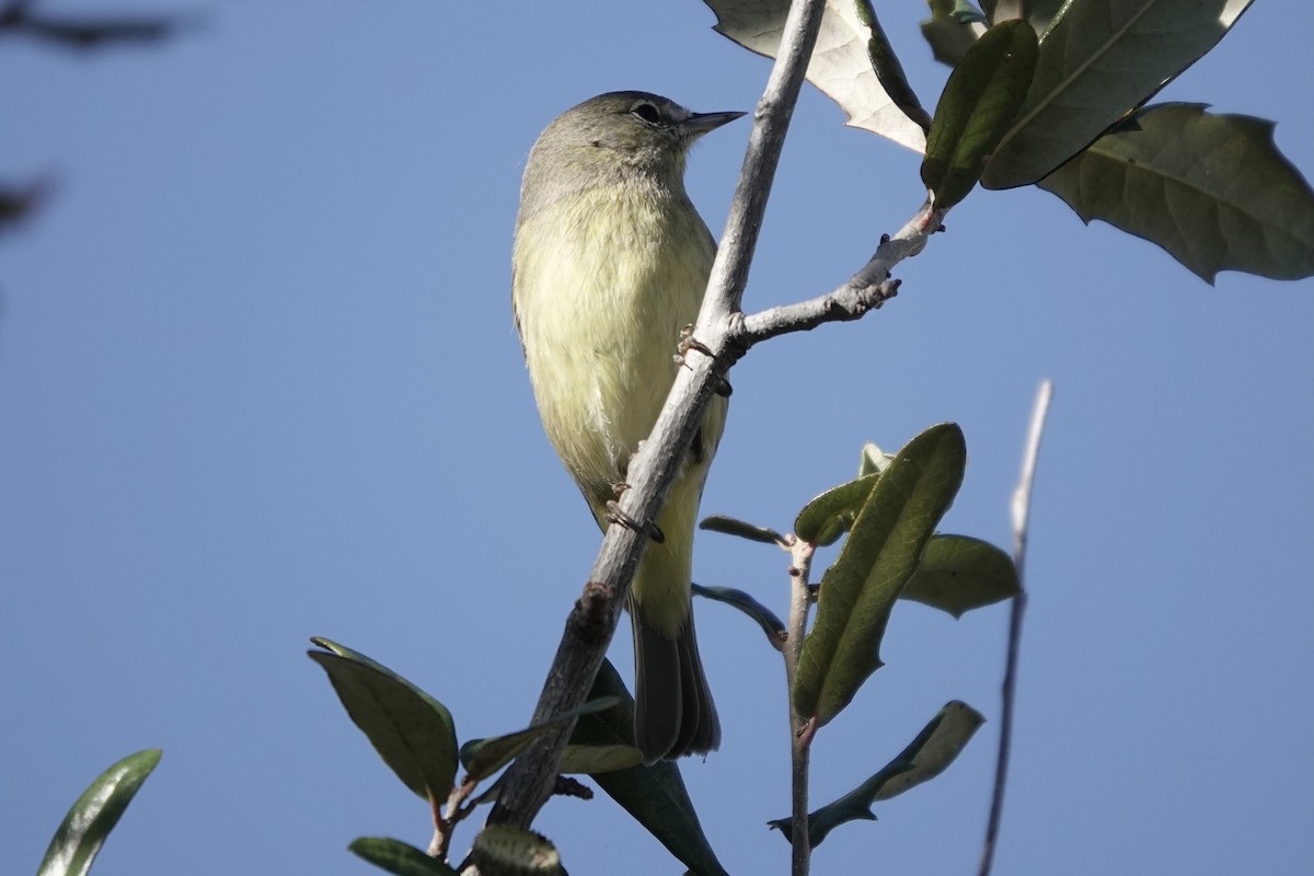 Orange-crowned Warbler - ML645889408