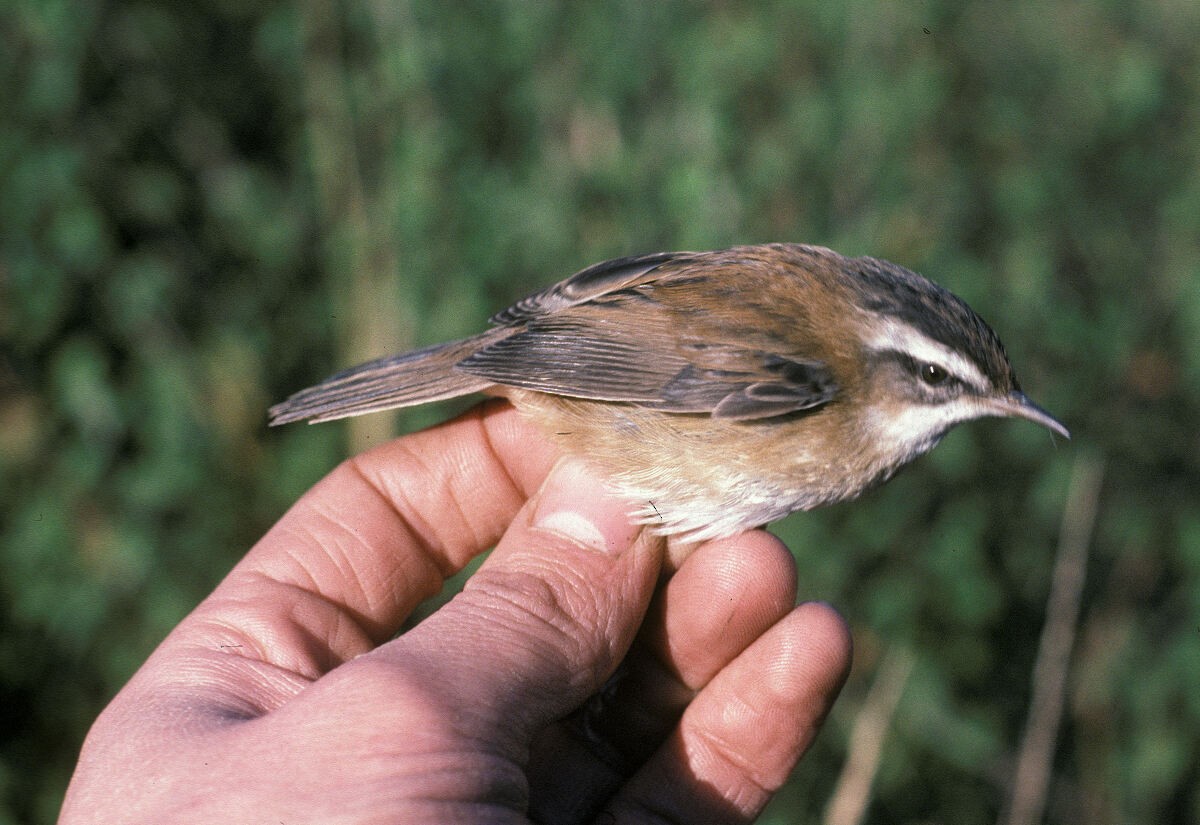 Moustached Warbler - ML645889409
