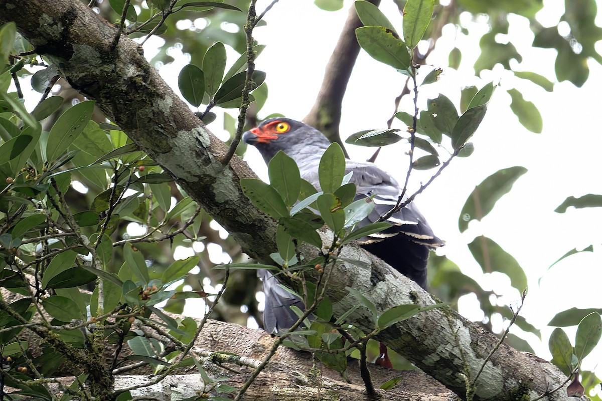 Slate-colored Hawk - ML645889410