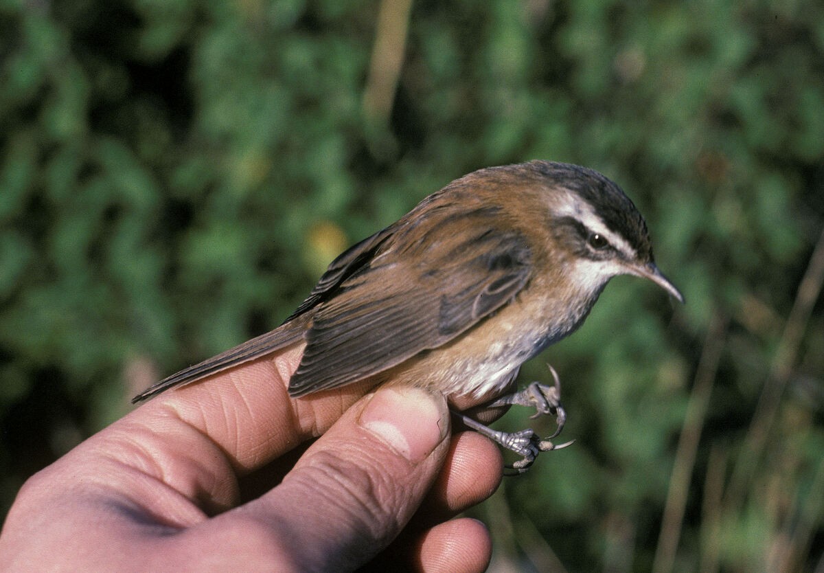 Moustached Warbler - ML645889413