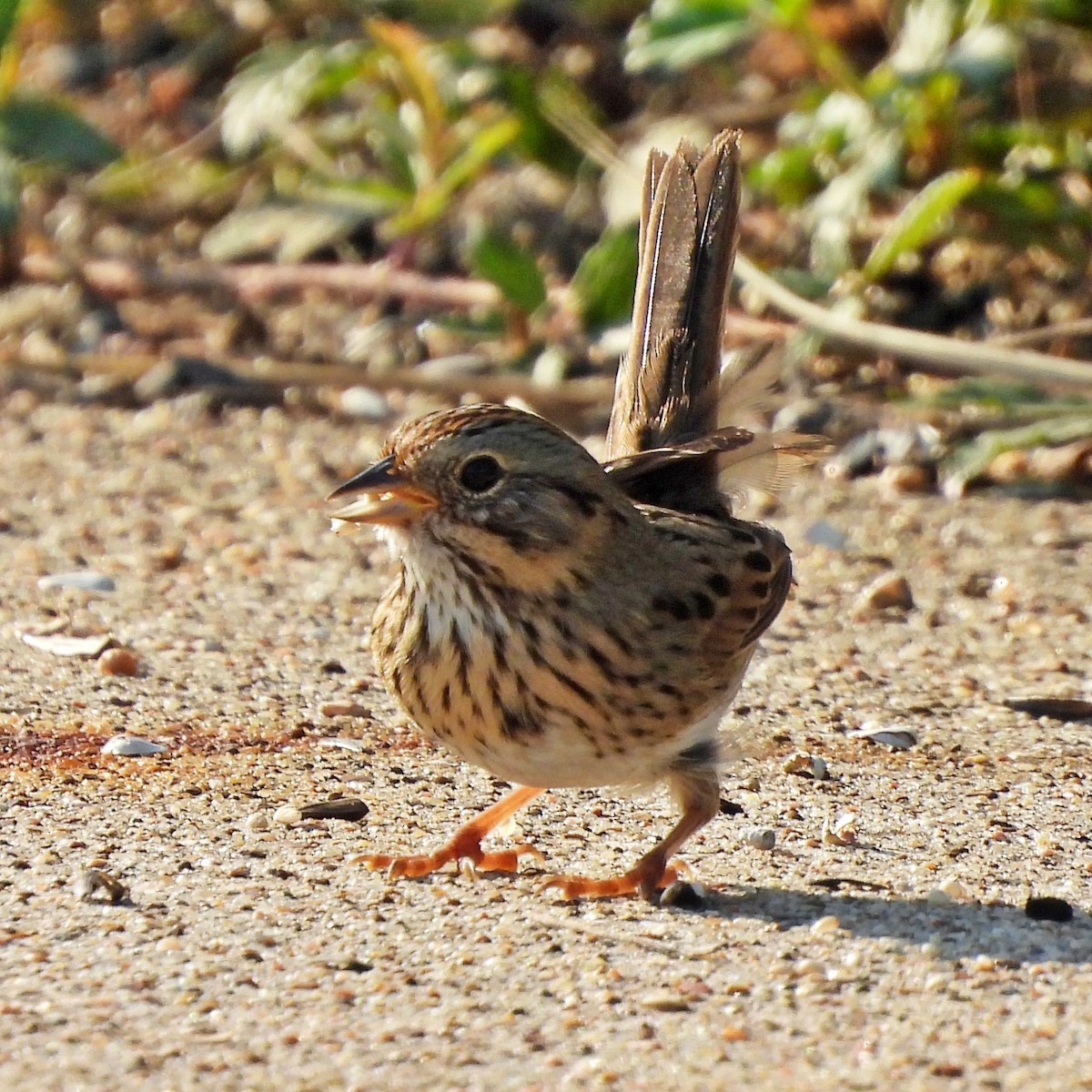 Lincoln's Sparrow - ML645889414
