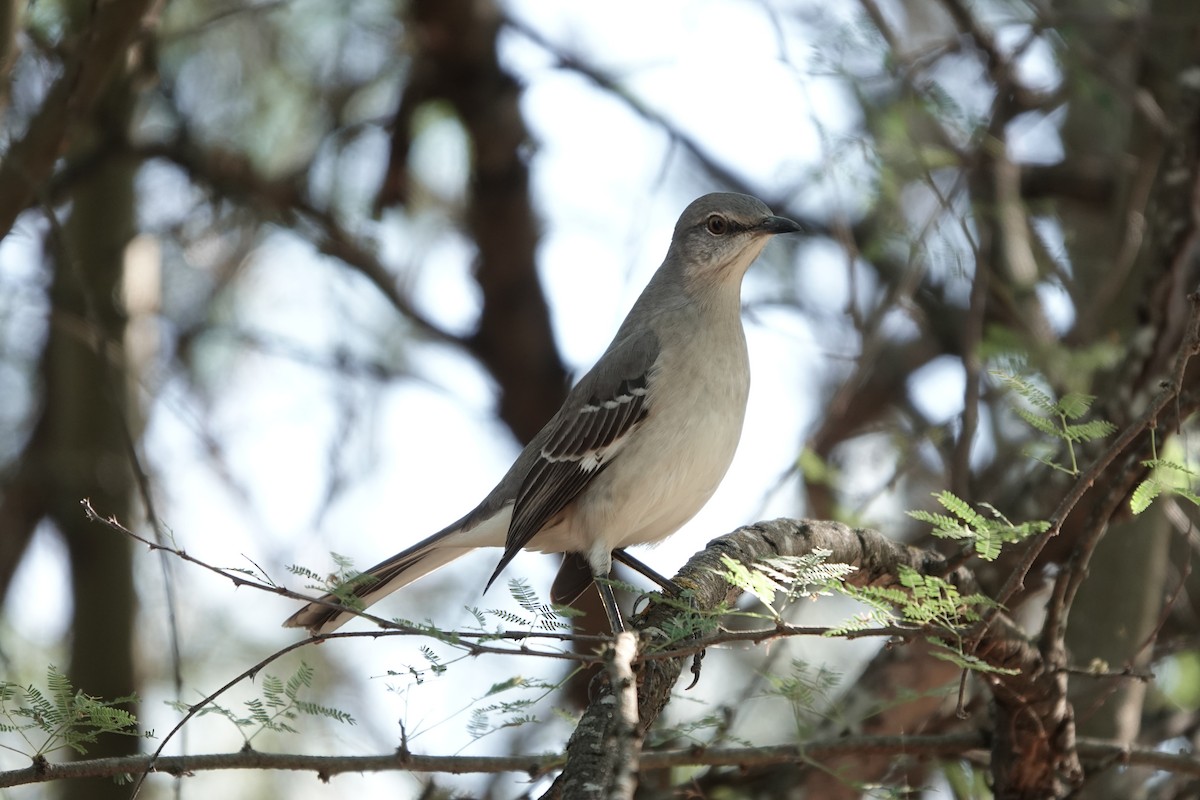 Northern Mockingbird - ML645889415