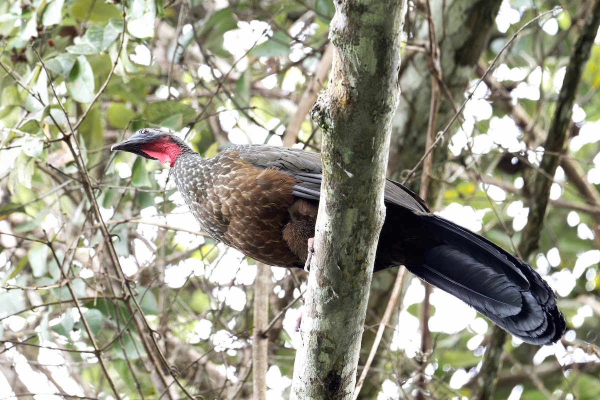 Spix's Guan (Spix's) - ML645889416