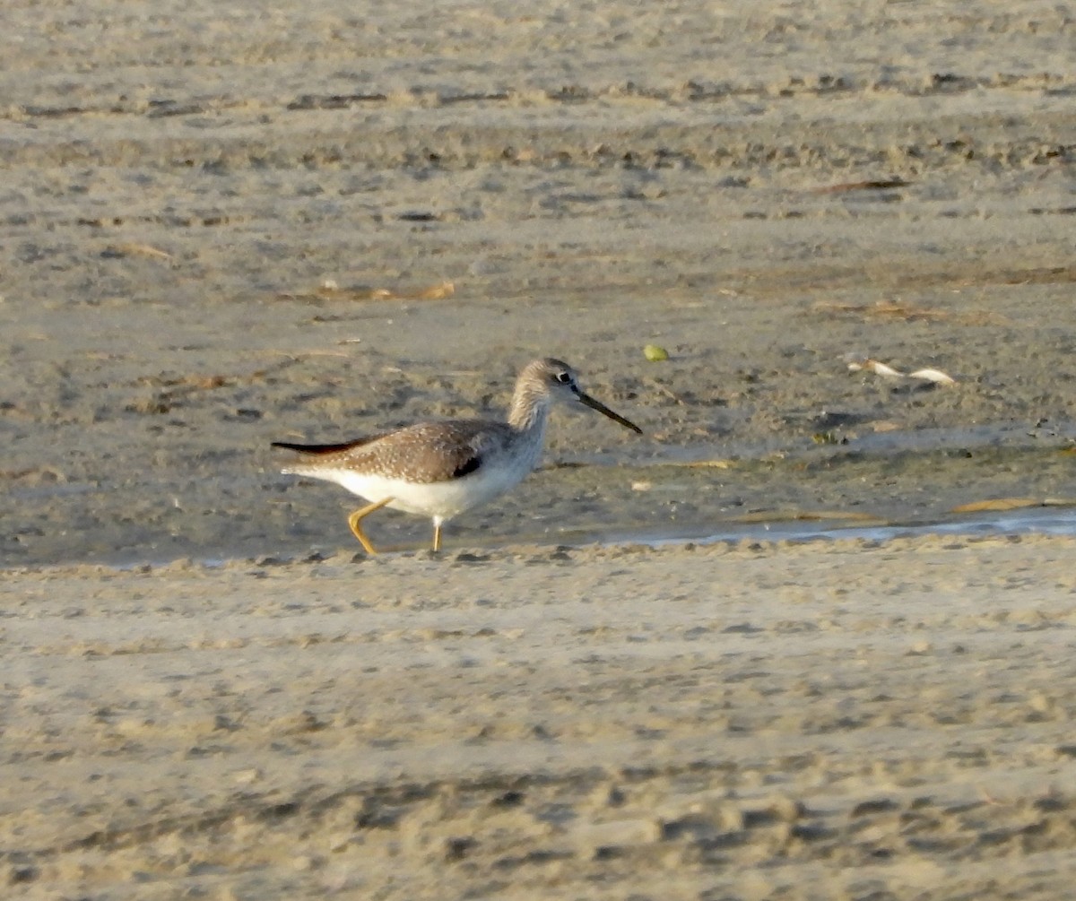 Greater Yellowlegs - ML645889418