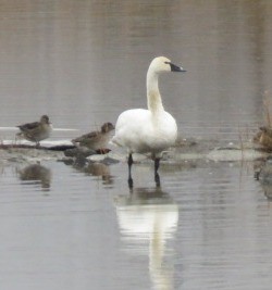 小天鵝 - ML645889423