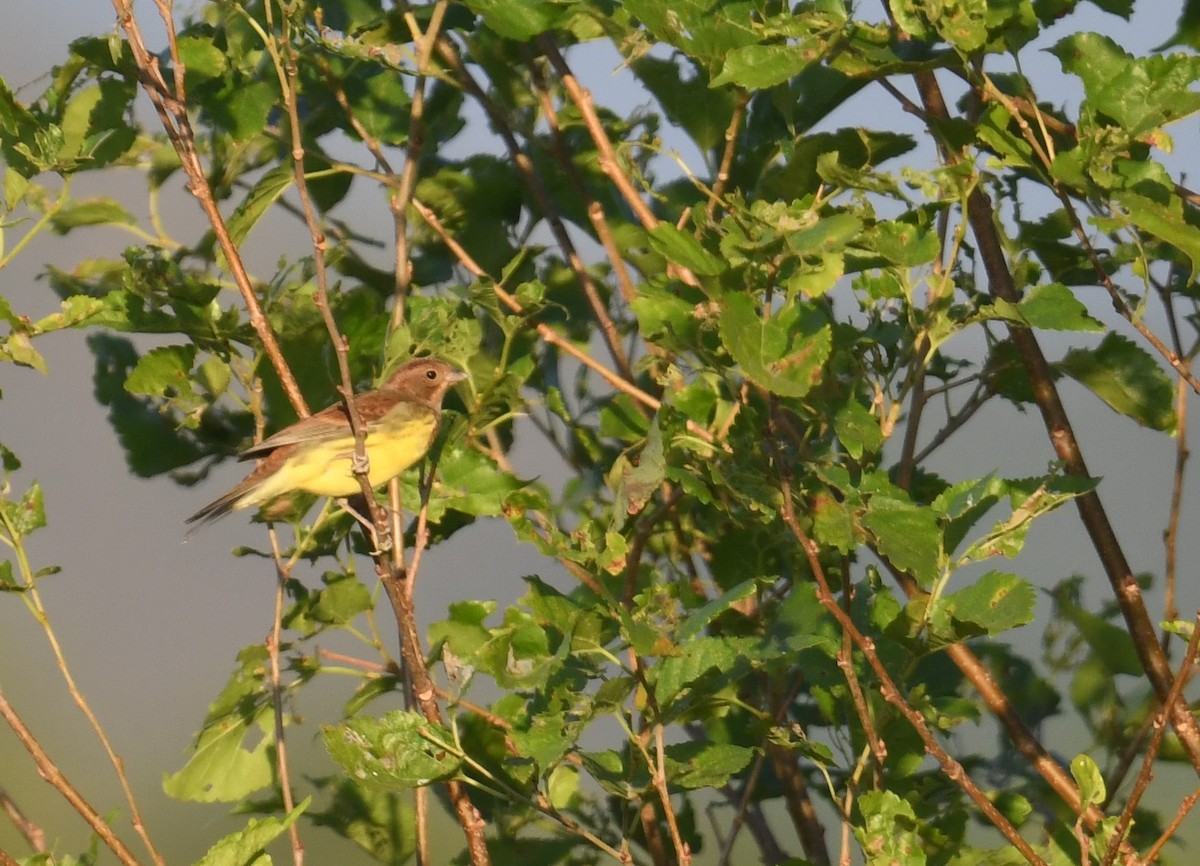 鏽鵐 - ML645889424