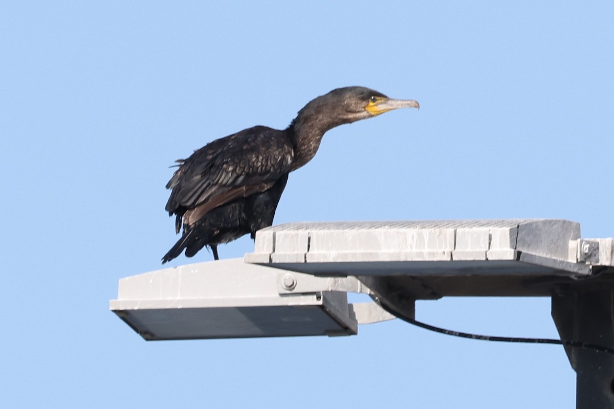 鸕鷀 - ML645889430