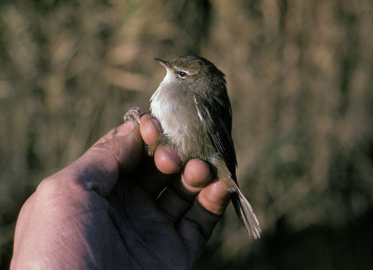 Cetti's Warbler - ML645889432