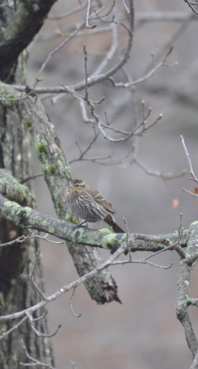 Red-winged Blackbird - ML645889433