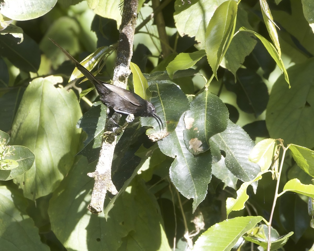 Amethyst Sunbird - ML645889436