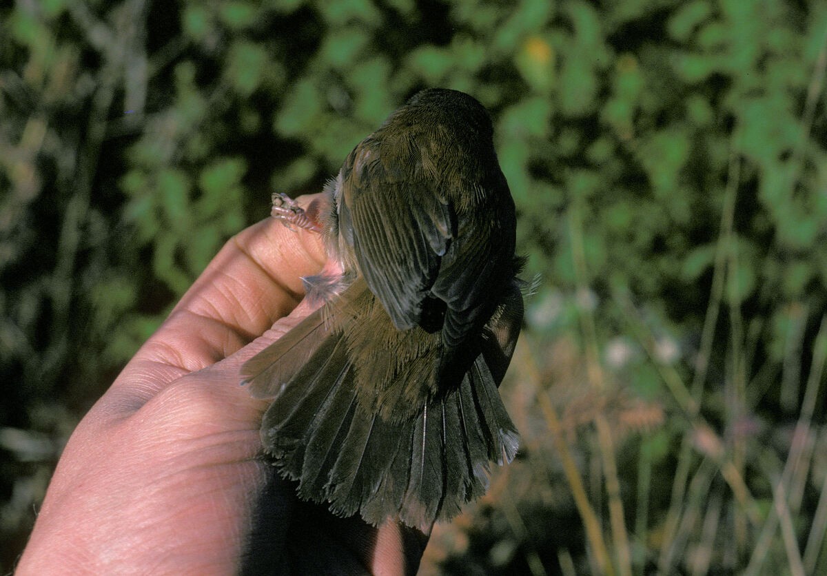 Cetti's Warbler - ML645889437