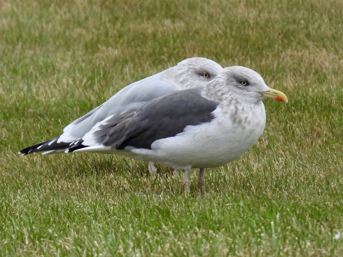 小黑背鷗 - ML645889438
