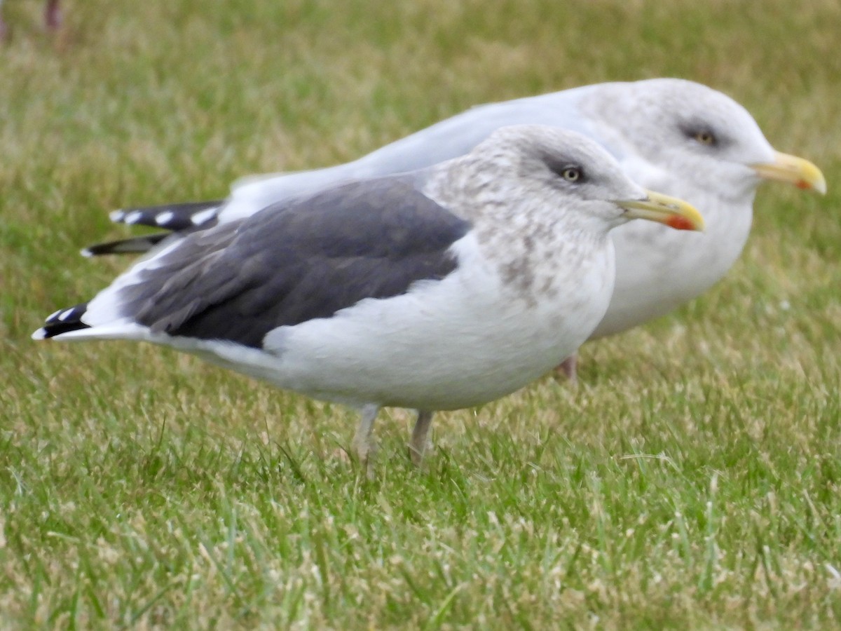 小黑背鷗 - ML645889439