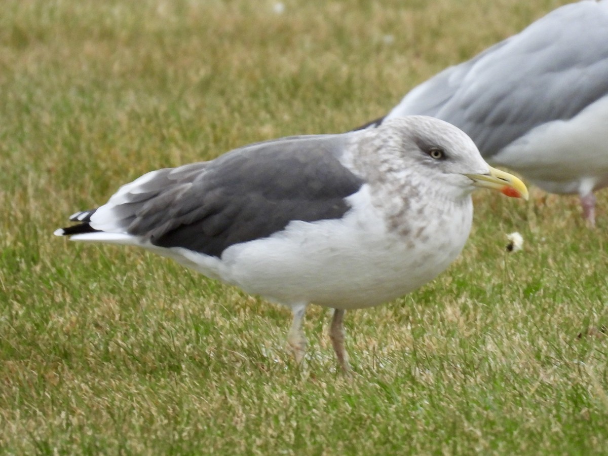 小黑背鷗 - ML645889440