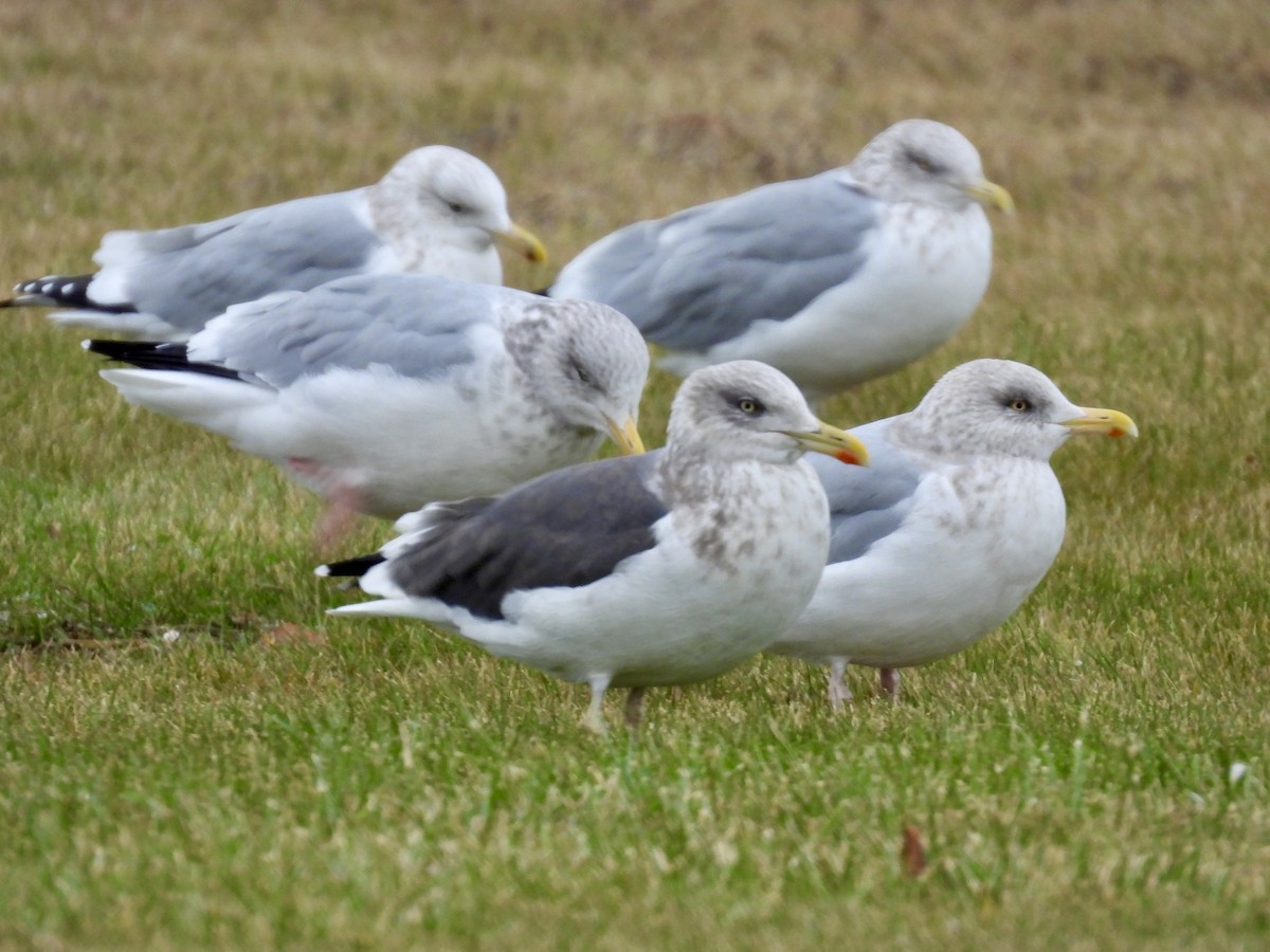 小黑背鷗 - ML645889441