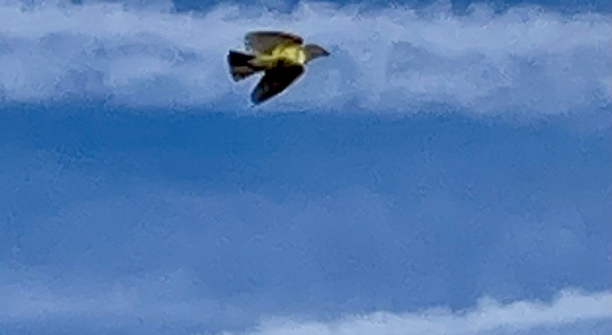 Western Kingbird - ML645889443