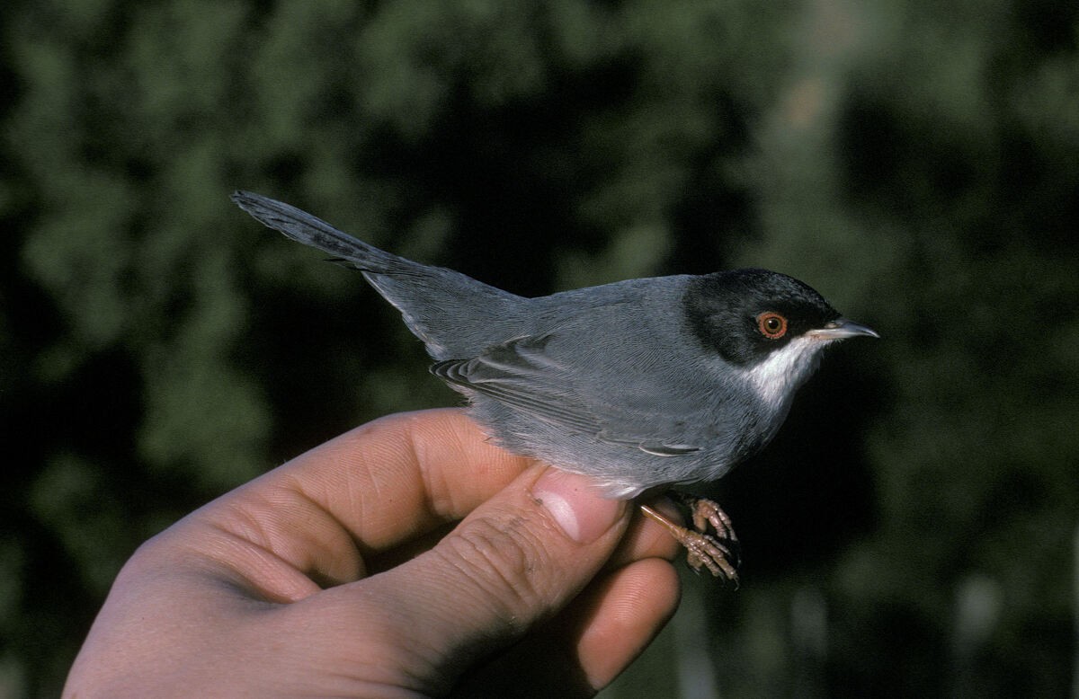 Sardinian Warbler - ML645889445
