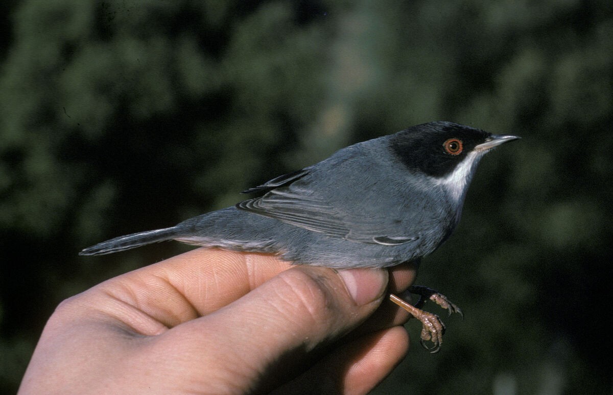 Sardinian Warbler - ML645889461