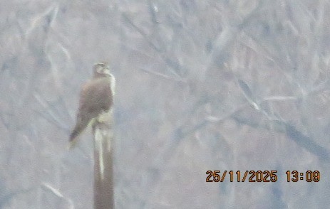 Prairie Falcon - ML645889467