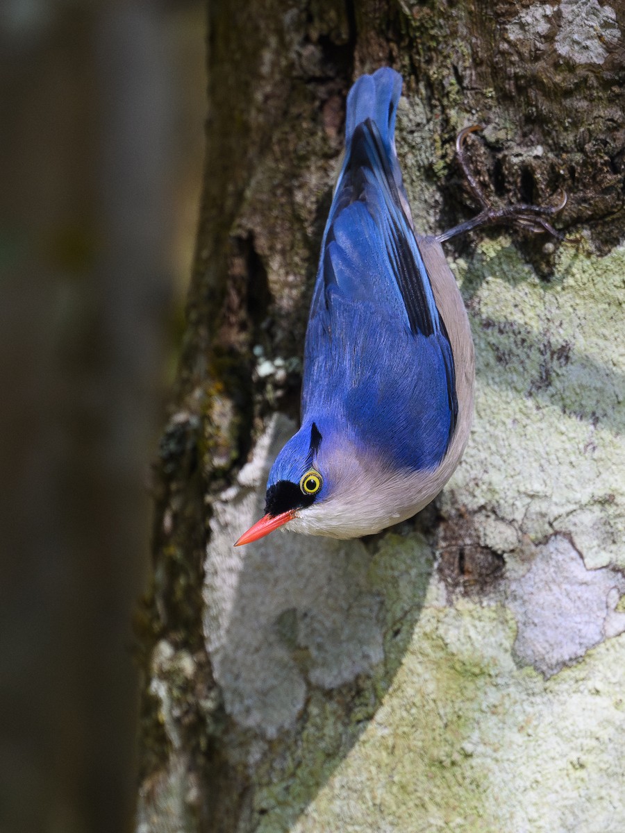 Velvet-fronted Nuthatch - ML645889469