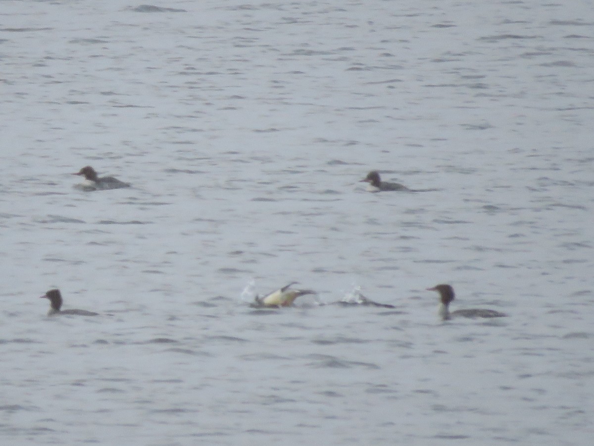 Common Merganser - ML645889470