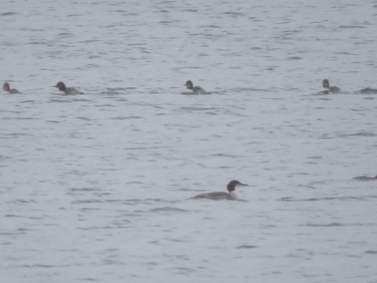 Common Merganser - ML645889471