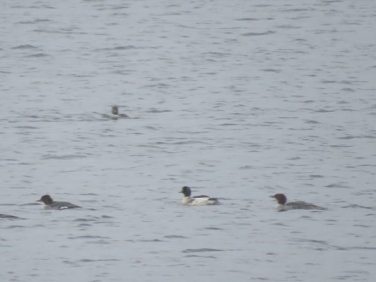 Common Merganser - ML645889472