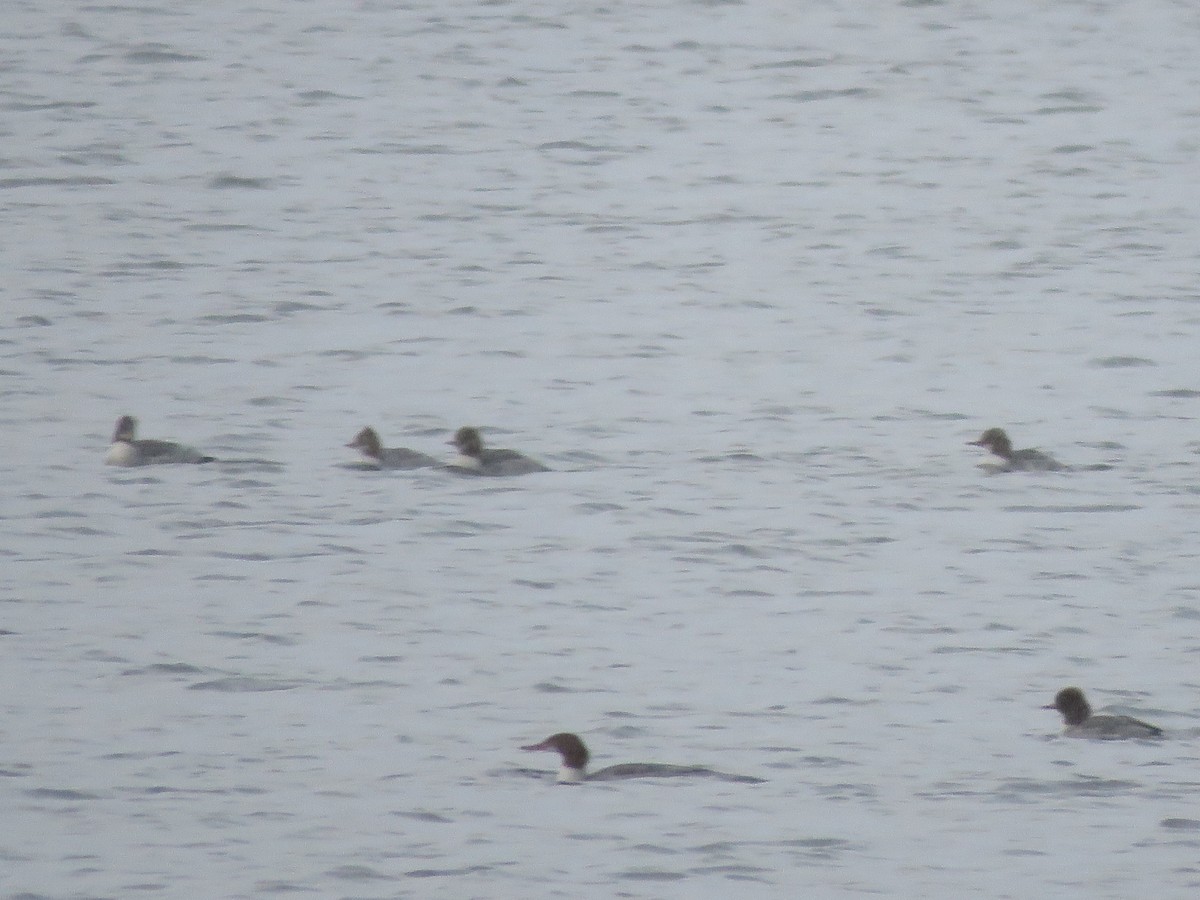 Common Merganser - ML645889473