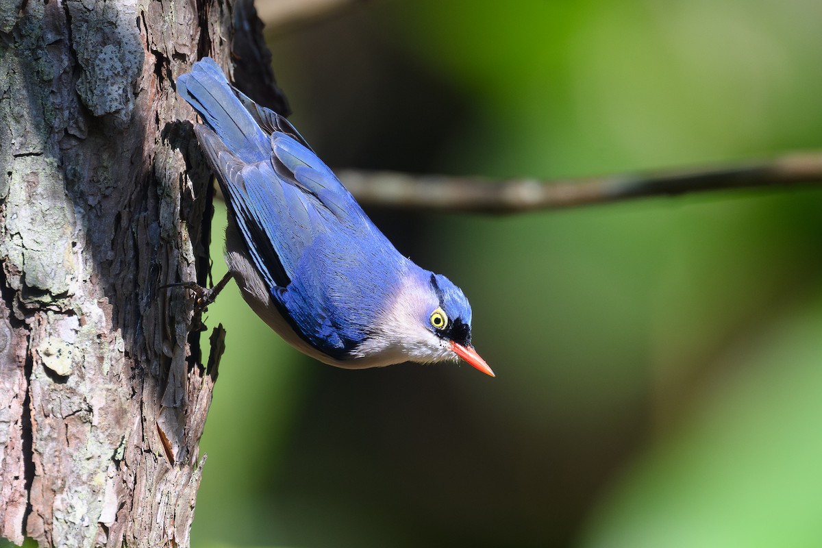 Velvet-fronted Nuthatch - ML645889476
