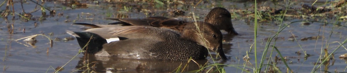 オカヨシガモ - ML645889482