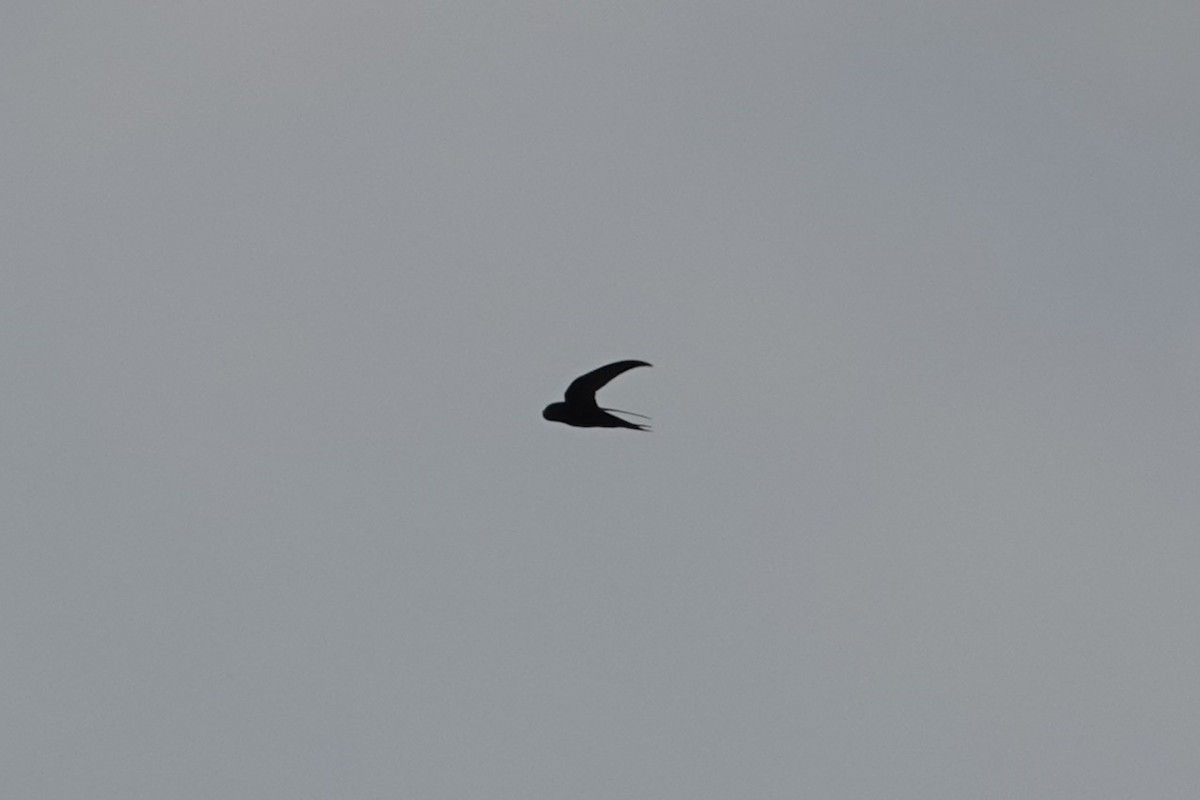 Common Swift - ML645889491