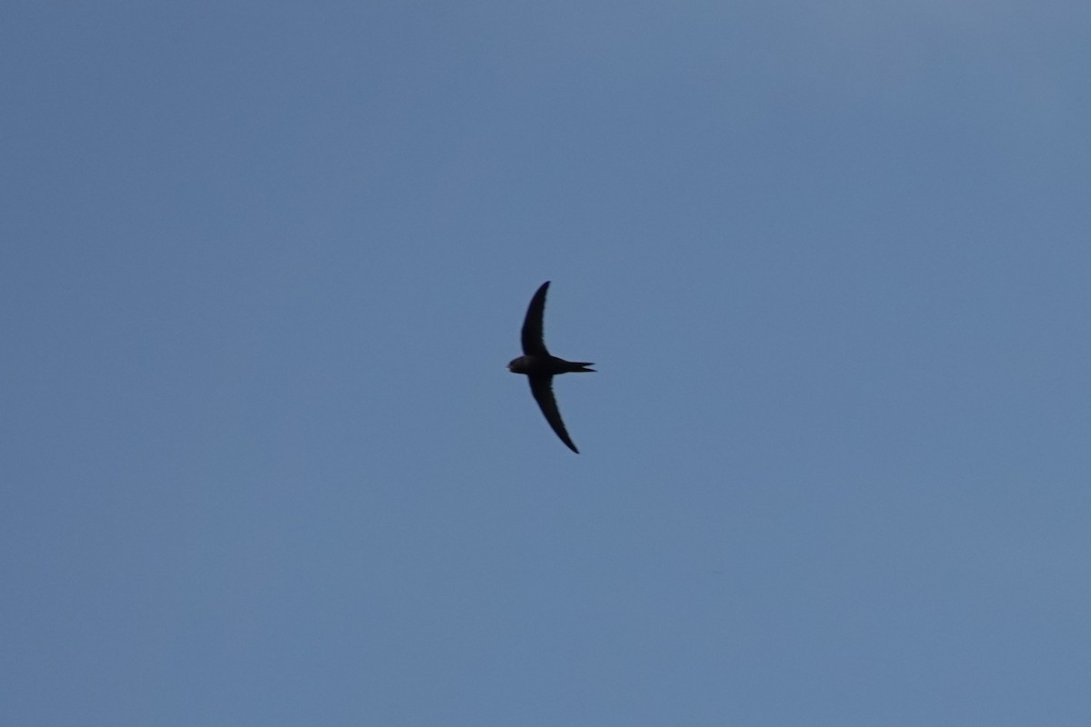Common Swift - ML645889493